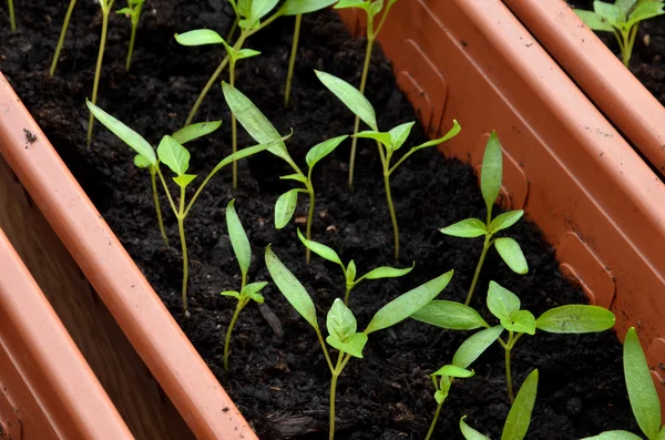 Muchas plantas verdes pequeñas de pimienta que crecen en maceta — Foto de Stock