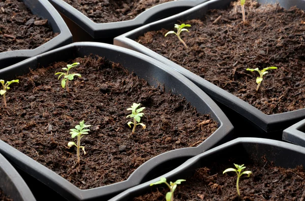 Vue rapprochée sur de minuscules plants de tomates plantés dans des pots de fleurs — Photo