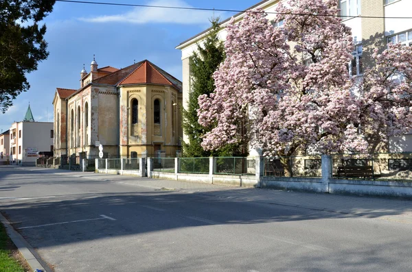 Opuszczona Synagoga żydowska w promieniach słońca na wiosnę. Widok z tyłu z ulicy. — Zdjęcie stockowe