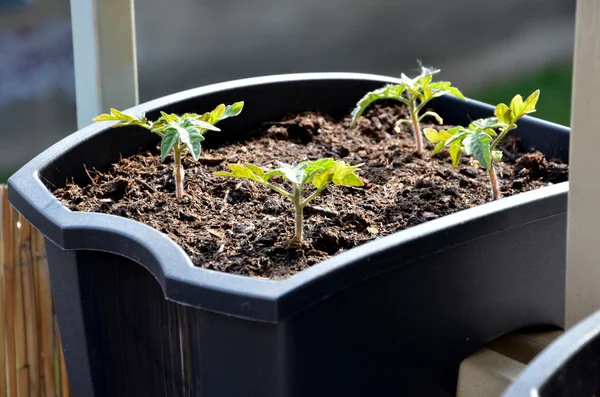 Pequeñas plántulas verdes de tomate al sol plantadas en caja negra — Foto de Stock