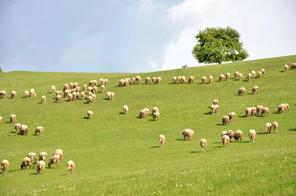 群羊饲料在绿色的草原上 — 图库照片