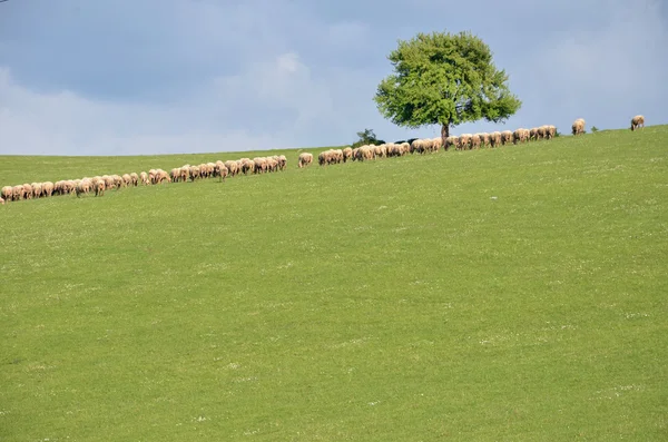 群羊饲料在绿色的草原上 — 图库照片