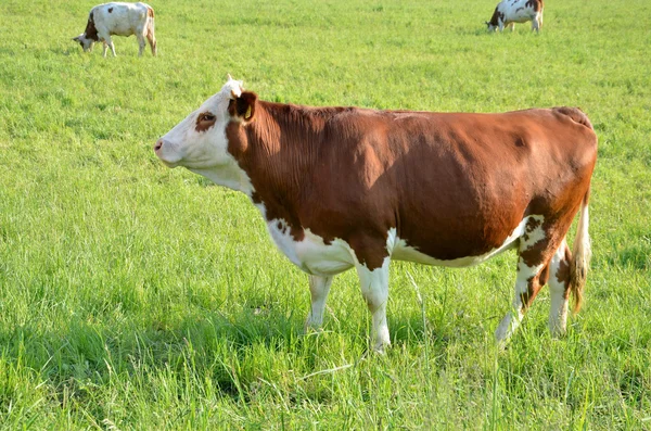 Çim yeşil yaz mera üzerinde ışığında üzerinde kahverengi beyaz inek sürüsü beslemesi
