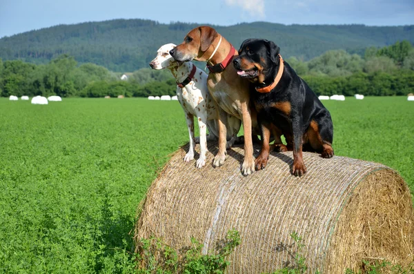 Cão branco, ridgeback marrom e rottweiler preto sentam-se no rolo de palha no prado verde Imagens Royalty-Free