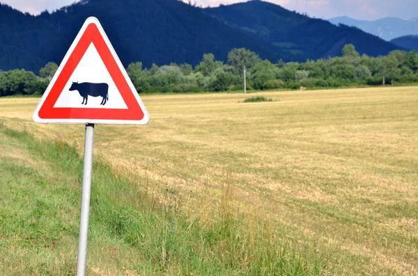 Boskap korsar trafik gå bredvid tomt fält — Stockfoto