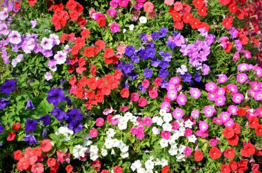 Çiçek varicoloured çiçek yapılmış duvara Görünümü Kapat