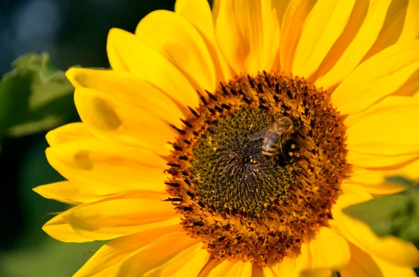 Abelha de mel no girassol em flor coletar néctar de flores e pólen na luz do sol — Fotografia de Stock