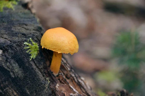 Houbaření v lese — Stock fotografie