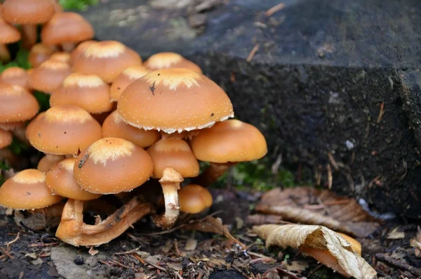 Setas en el bosque — Foto de Stock