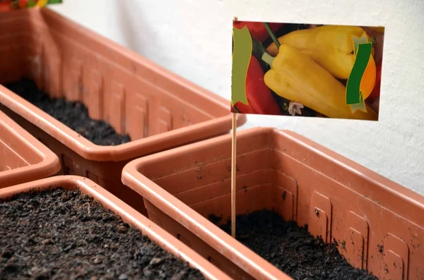 Sementes de pimenta apenas plantadas em vasos varanda — Fotografia de Stock