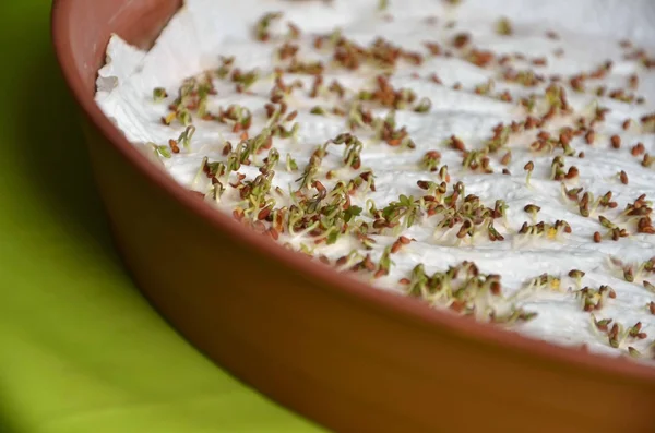 Sementes germinadas de agrião em guardanapo de papel — Fotografia de Stock