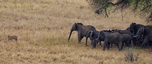 Elefantes contra leones solitarios — Foto de Stock