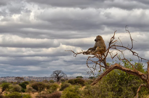 Lonely Baboon — Stock Photo, Image