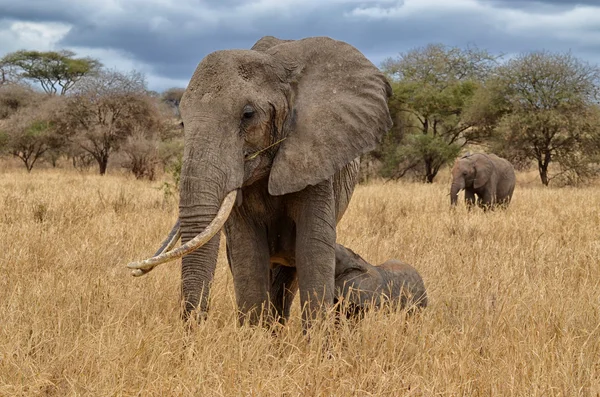 Elefant omvårdnad — Stockfoto