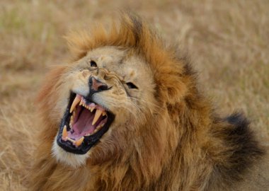 Kükreyen aslan 3