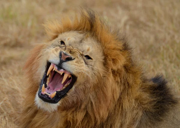 Kükreyen aslan 3