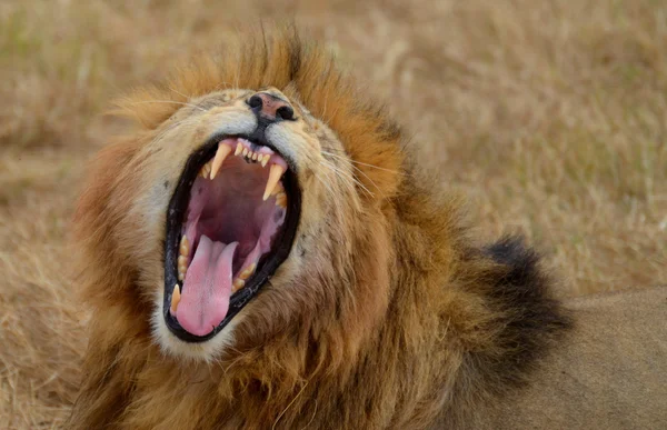 Roaring Lion — Stock Photo, Image