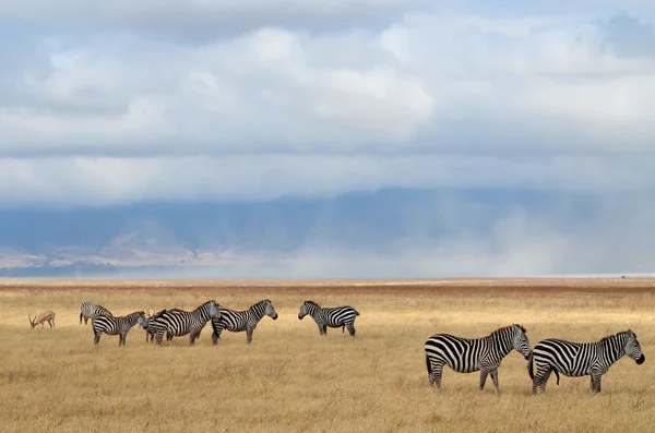 Zebras and antelope — Stock Photo, Image