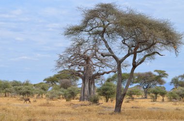 Savana ve Baobab