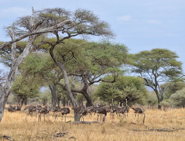 Herd of Ostriches — Stock Photo, Image