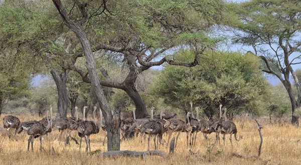 Herd of Ostriches 2 — Stock Photo, Image