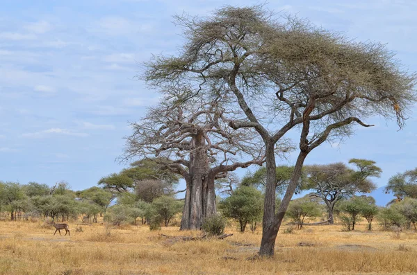 Savanne und Baobab — Stockfoto
