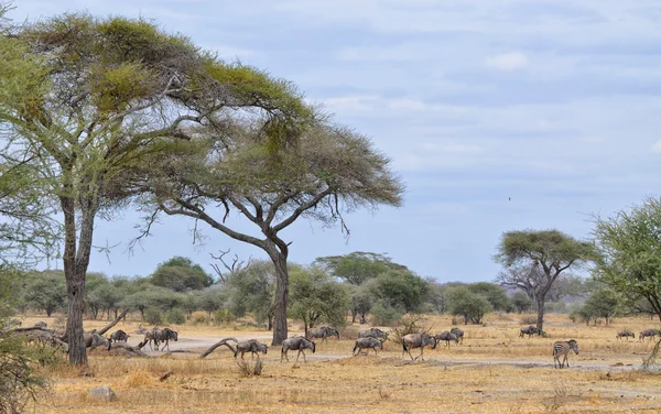 Herde von Gnu und einsamen Zebras — Stockfoto