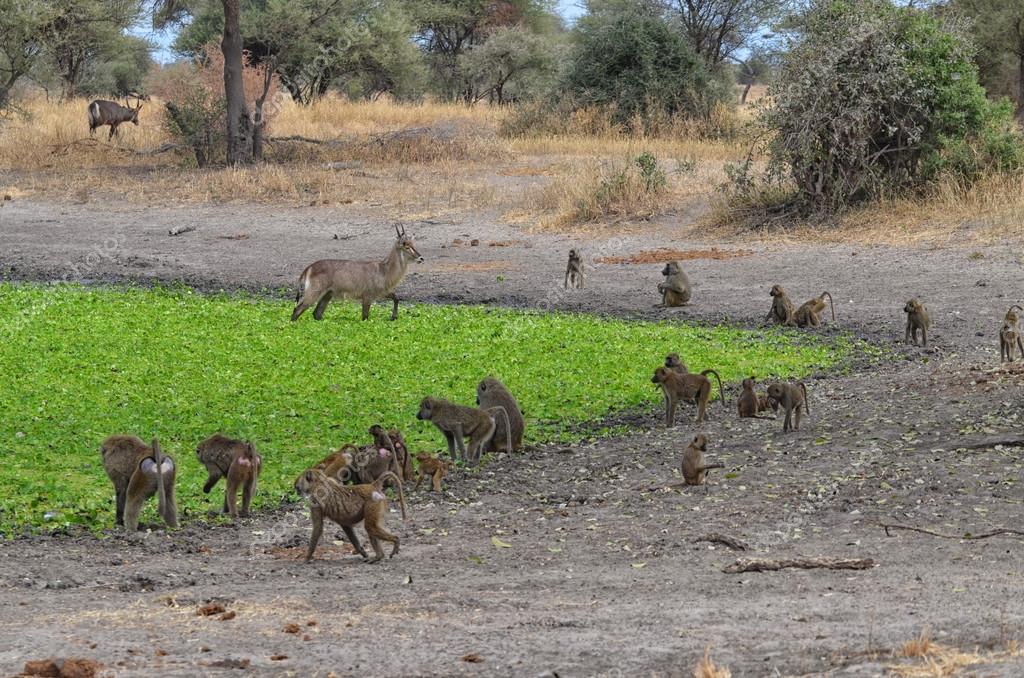 Group of Baboons with Antelopes — Stock Photo ...
