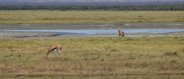 Hyena and Antelope — Stock Photo, Image