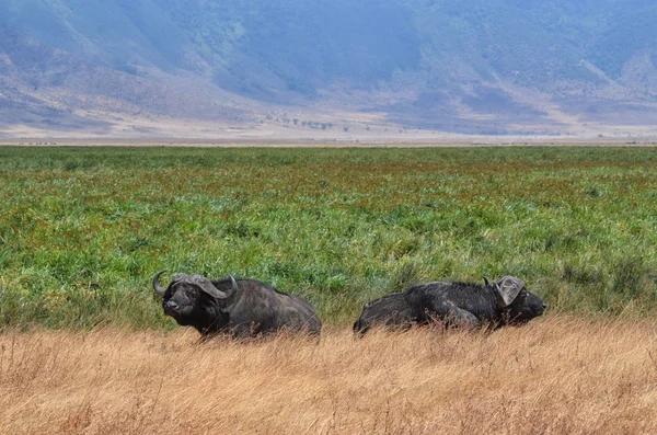 Two Buffaloes in relax — Stock Photo, Image