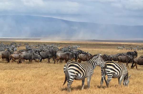 Herd of Zebras and Gnus 3 — Stock Photo, Image