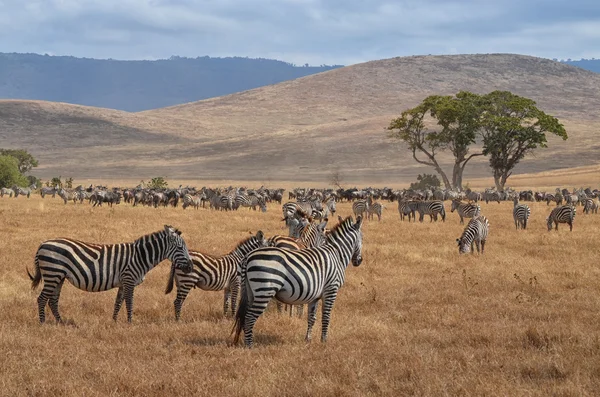 Herd of Zebras and Gnus — Stock Photo, Image