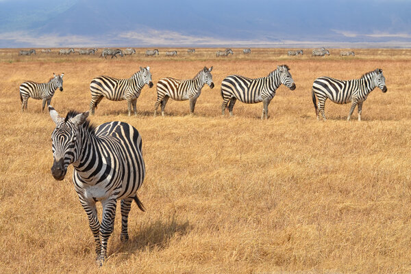Herd of Zebras in Serengeti National Park, Tanzania