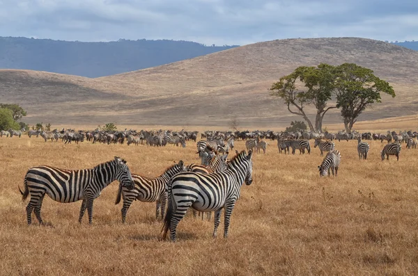 Kudde van Zebra's en Gnus — Stockfoto