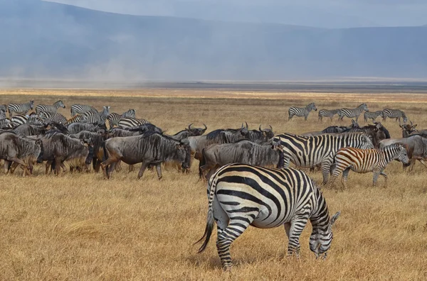 Csorda zebrák és Gnus 2 — Stock Fotó