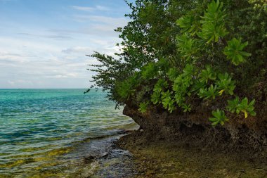 Malezya. Borneo 'nun doğu kıyısındaki birçok resif adasından birinin kıyısında..