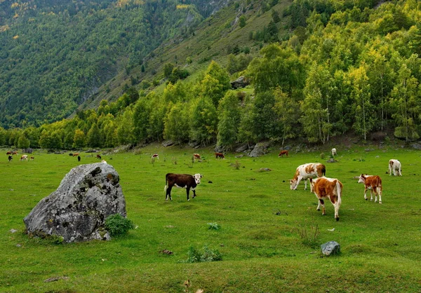 Russia Mountain Altai Small Herd Cows Graze Peacefully Valley Chulyshman — Stock Photo, Image