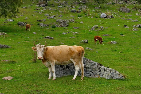 Ρωσία Στο Βουνό Αλτάι Ένα Μικρό Κοπάδι Αγελάδες Βόσκουν Ειρηνικά — Φωτογραφία Αρχείου