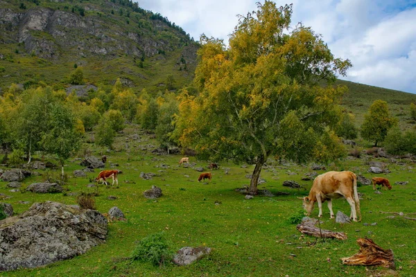 Ρωσία Στο Βουνό Αλτάι Ένα Μικρό Κοπάδι Αγελάδες Βόσκουν Ειρηνικά — Φωτογραφία Αρχείου