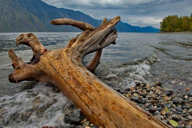 - Rusya. Altai Dağı. Teletskoye Gölü 'nün güneyinde Chulyshman nehrinin ağzında. Sonbahar yağmurlu günü.
