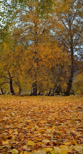 stock image Russia. South Of Western Siberia. Mountain Altai. Golden carpet of leaves on the coast of the Big Ilgumen river near the village of Kupchegen.