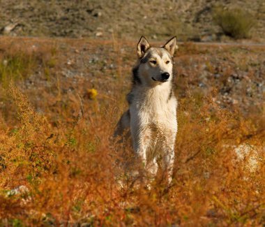 - Rusya. Altai Dağı. Bilinmeyen bir cins köpek, ama belli ki boğuk cinsin işaretleriyle, sonbahar nehrinin kıyısında av aramaya hevesli.