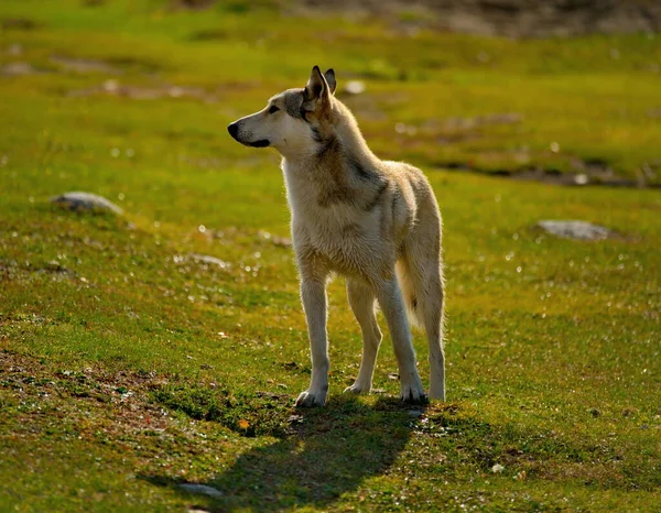 Rusia Mountain Altai Perro Raza Desconocida Pero Claramente Con Signos — Foto de Stock