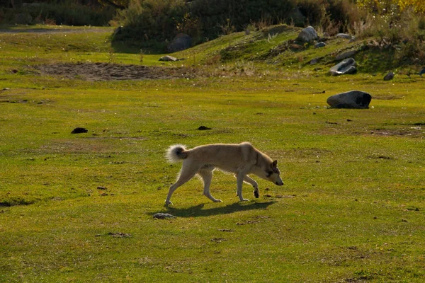 Rosja Górski Altai Pies Nieznanej Rasy Ale Wyraźnie Znakami Husky — Zdjęcie stockowe