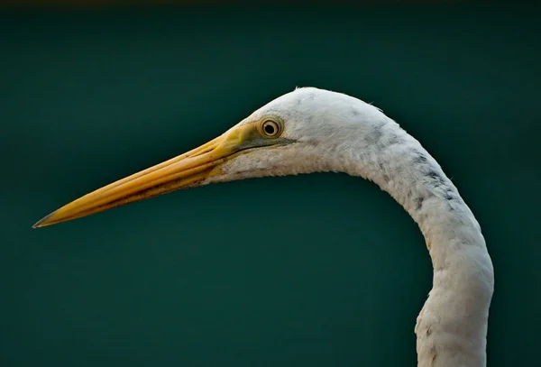 Malaien Semporna Fischmarkt Der Weiße Reiher Wacht Über Verlorene Oder — Stockfoto