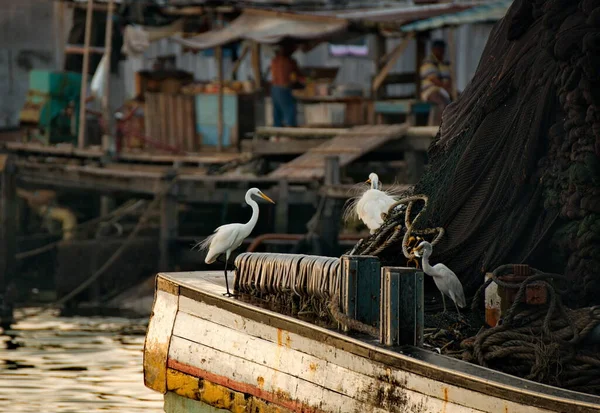 Malaysia Semporna Fish Market White Heron Watches Fish Lost Discarded — 스톡 사진