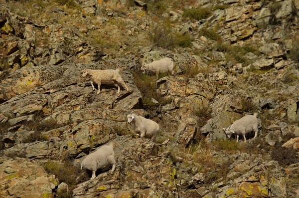 Ryssland Berg Altai Flock Getter Betar Branta Klippor Nära Byn — Stockfoto