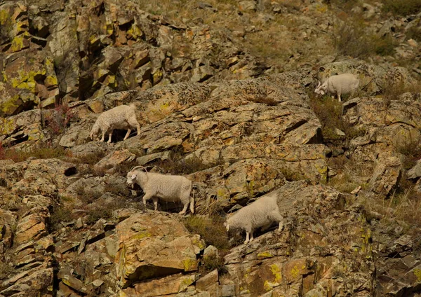 Ryssland Berg Altai Flock Getter Betar Branta Klippor Nära Byn — Stockfoto