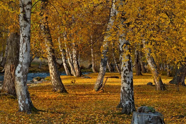 Росія Південний Західний Сибір Гора Алтай Золотий Березовий Гай Долині — стокове фото