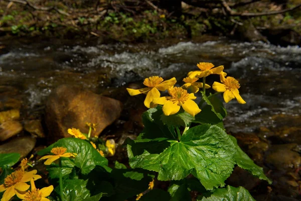 Rússia Sul Sibéria Ocidental Kuznetsk Alatau Floração Kaluzhnitsa Pântano Sobre — Fotografia de Stock